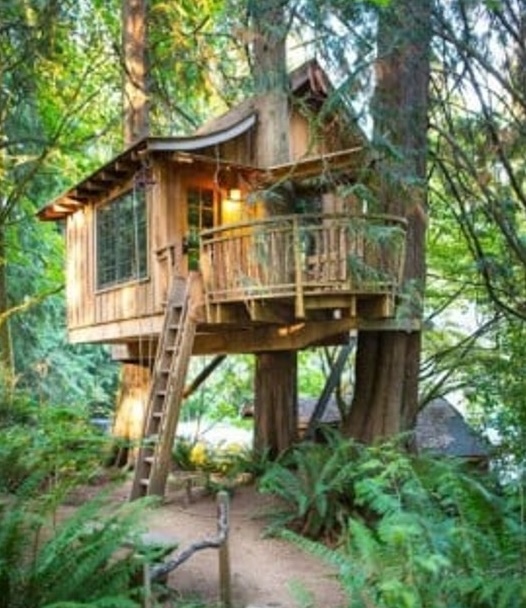 Cabane dans les arbres habitée